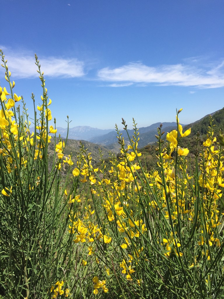  Scotch broom in Los Angeles National Forest  by beckyk365