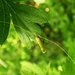 Sandy Longhorn Micromoth (Nematopogon schwarziellus) by julienne1