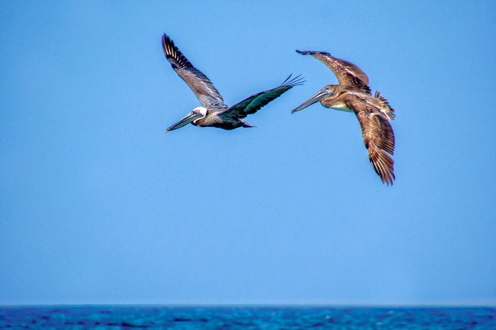 A pair of pelicans by danette
