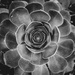 Succulent by cjoye