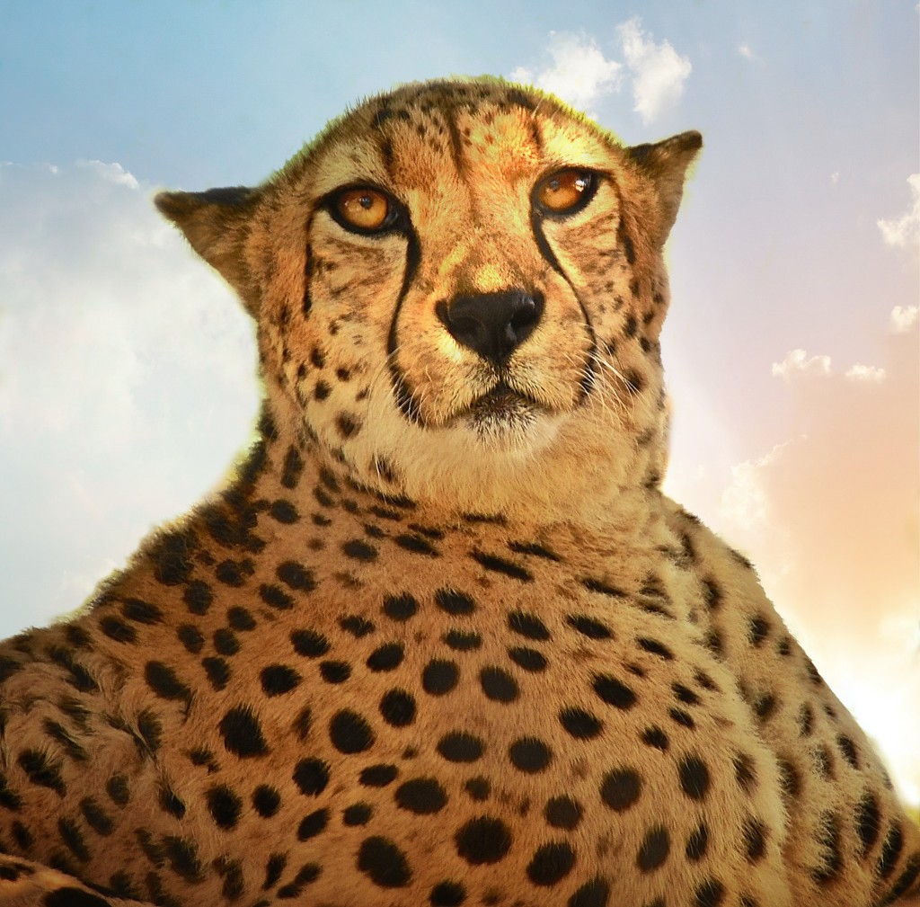 Ms Cheetah by joysfocus