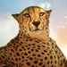 Ms Cheetah by joysfocus