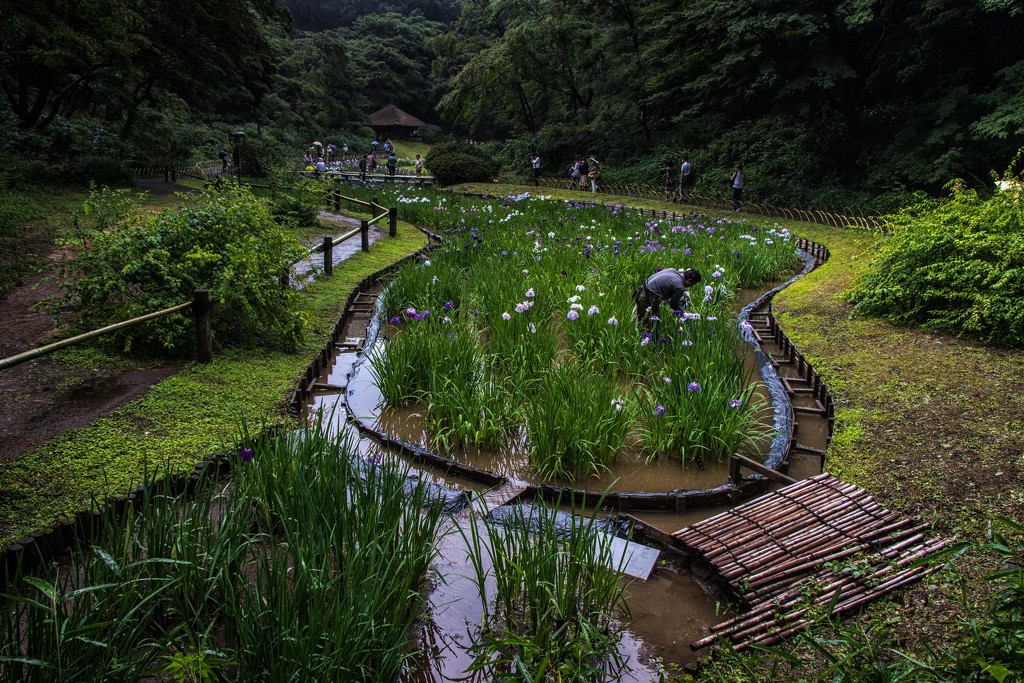 Iris Gardens at Meiji Shrine by darylo