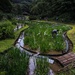 Iris Gardens at Meiji Shrine by darylo
