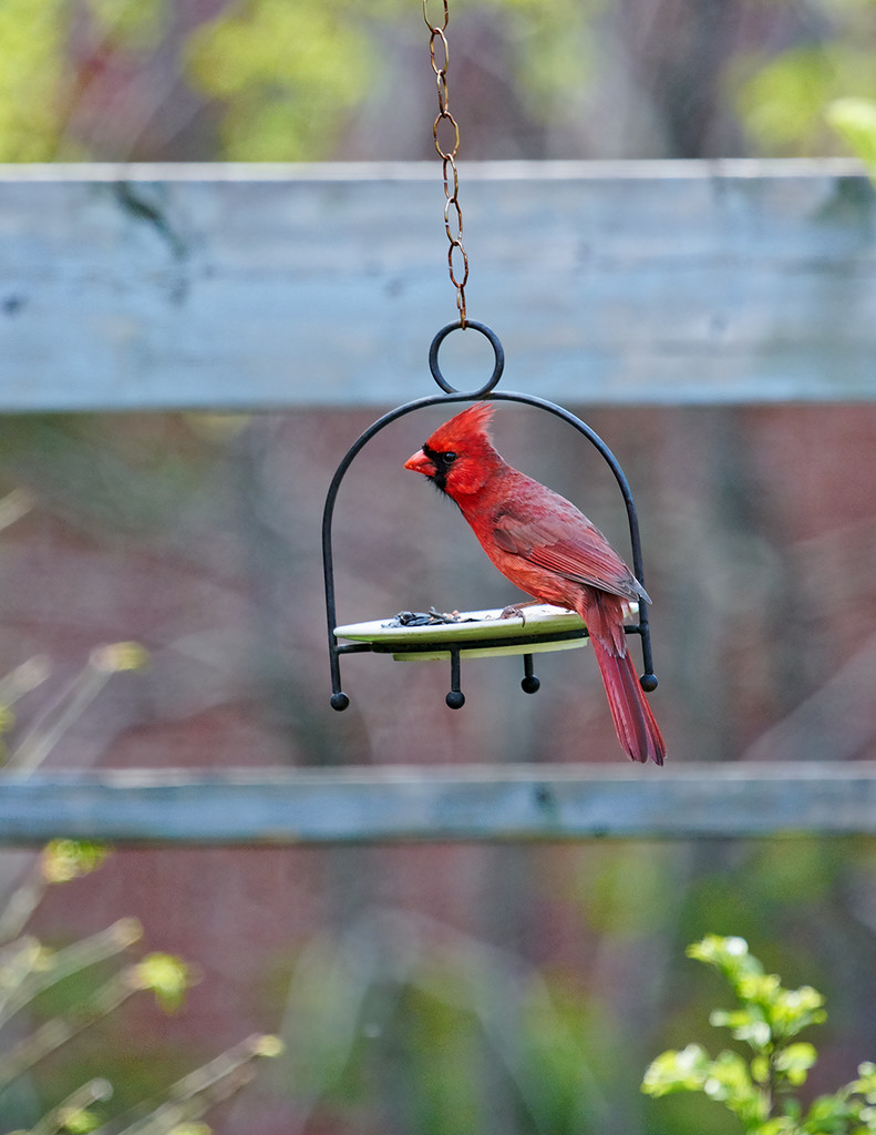 Swinging Cardinal by gardencat