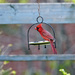 Swinging Cardinal by gardencat