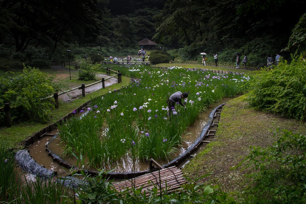 Different Angle of Iris Garden at Meiji Shrine, Tokyo by darylo