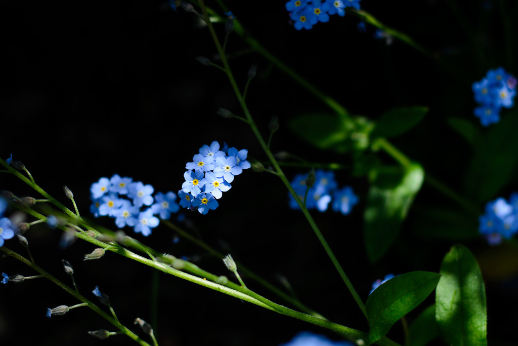forget-me-not by jackies365