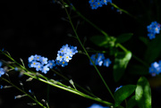 19th May 2016 - forget-me-not