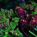Colorful Variegated Coleus... by happysnaps