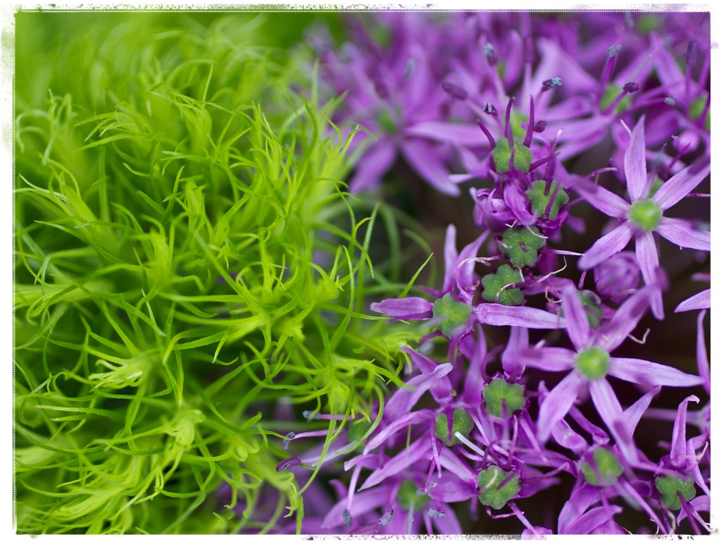 Dianthus and Allium by jamibann