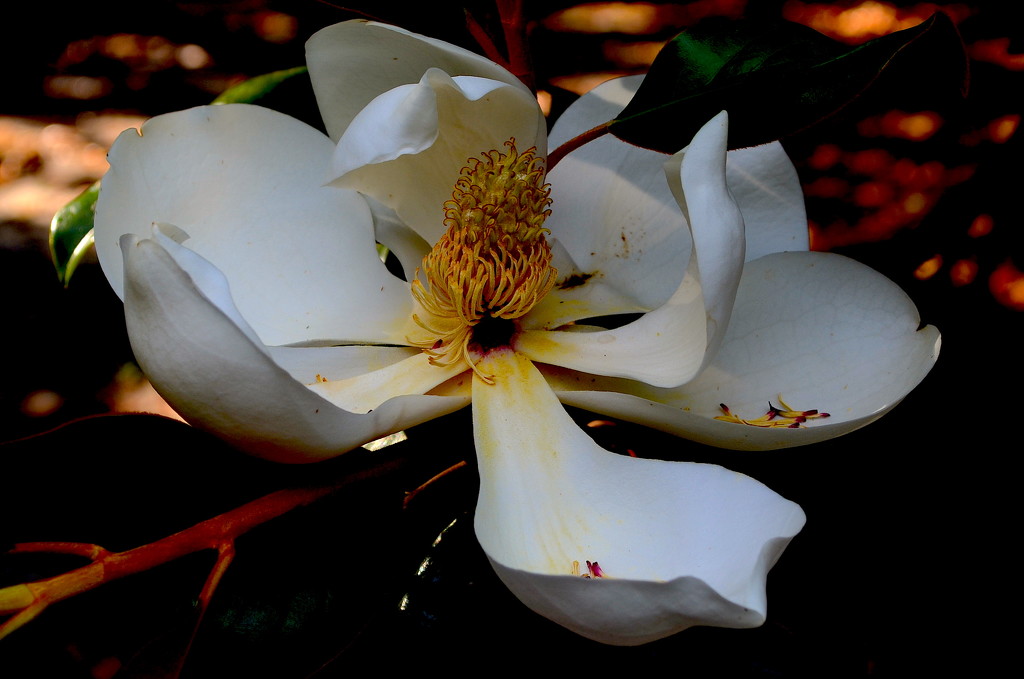 Bloom, Southern Magnolia, Magnolia grandiflora by congaree