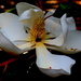 Bloom, Southern Magnolia, Magnolia grandiflora by congaree