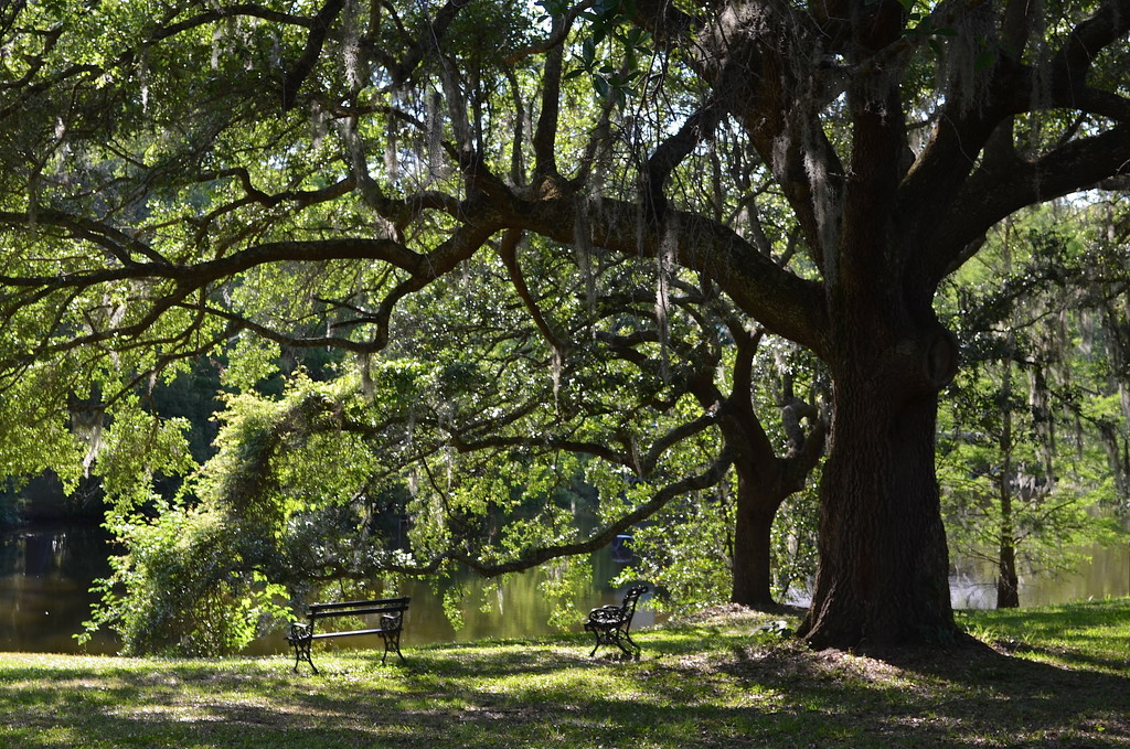 Live oak and peaceful scene at Charles Towne Landing State Historic Site, Charleston, SC by congaree