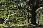 20th May 2016 - Live oak and peaceful scene at Charles Towne Landing State Historic Site, Charleston, SC