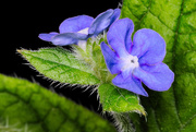 19th May 2016 - Flowers of green alkanet