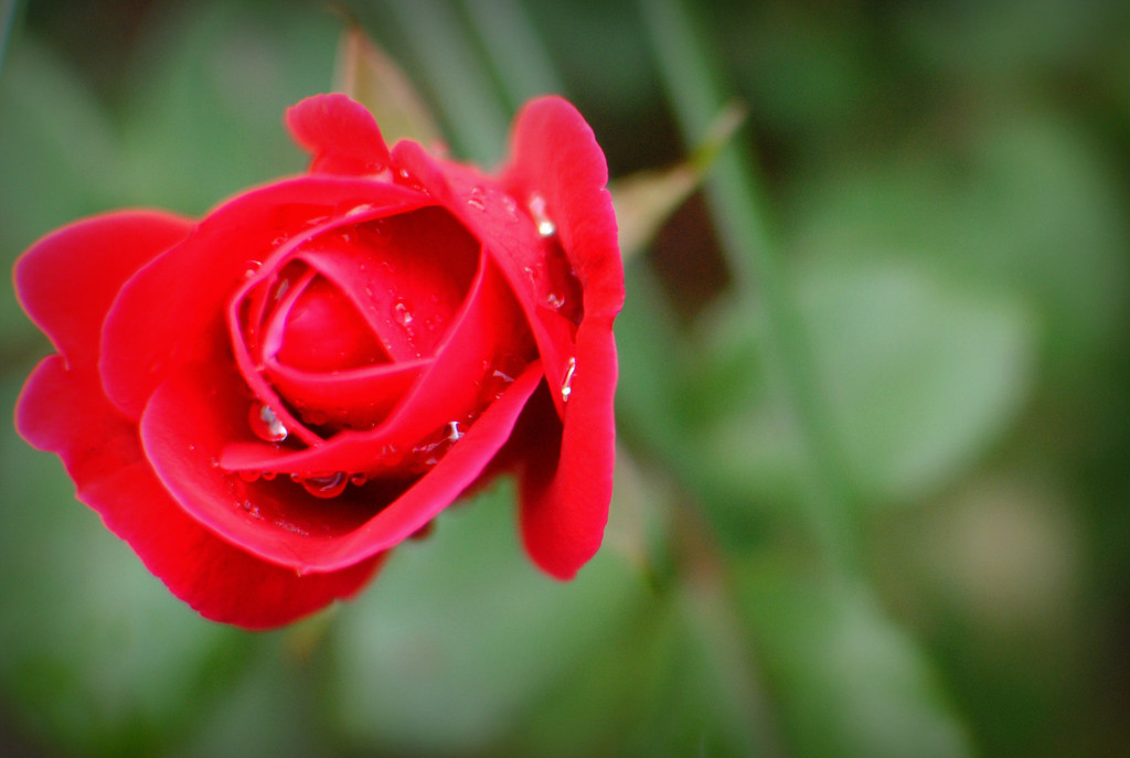 The Red Rose After the Rains by alophoto