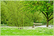 20th May 2016 - Geese In A Sea Of Daisies (best viewed on black)