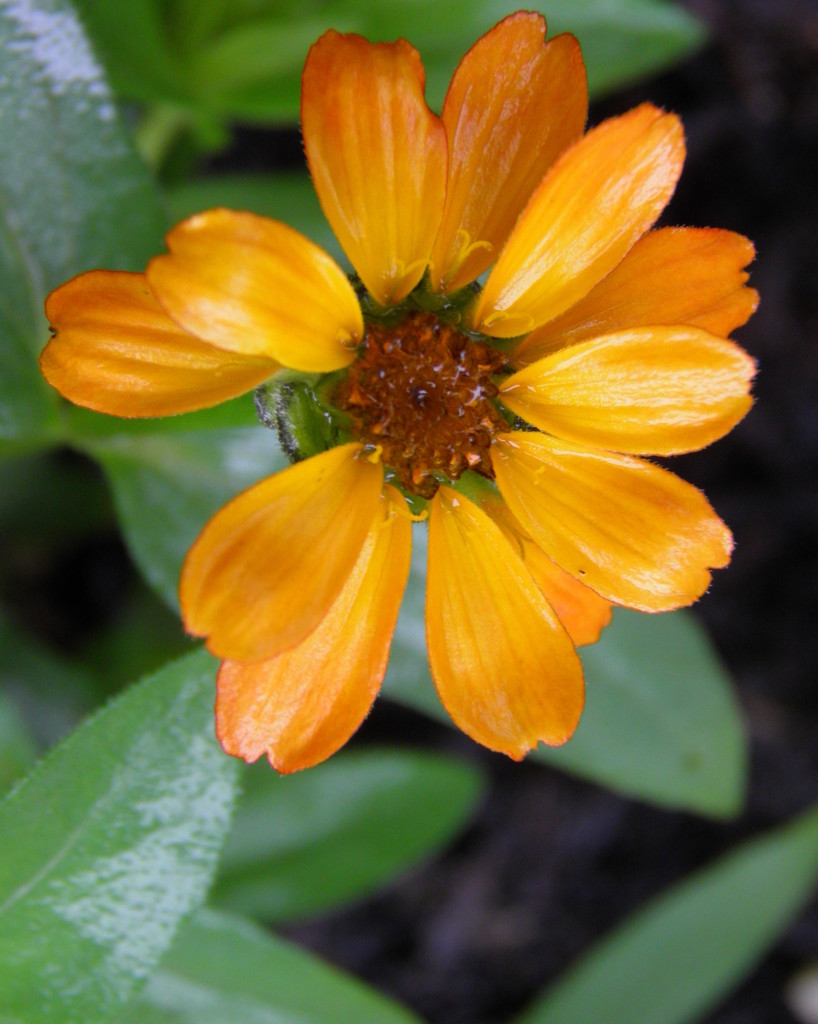 Rain Drenched Zinnia by daisymiller
