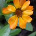 Rain Drenched Zinnia by daisymiller