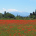 The poppy field by laroque
