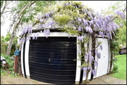 20th May 2016 - Wisteria
