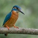 Eurasian Kingfisher (Alcedo Atthis) by pasttheirprime