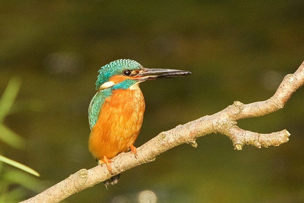 Kingfisher with fish by padlock