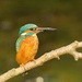 Kingfisher with fish by padlock