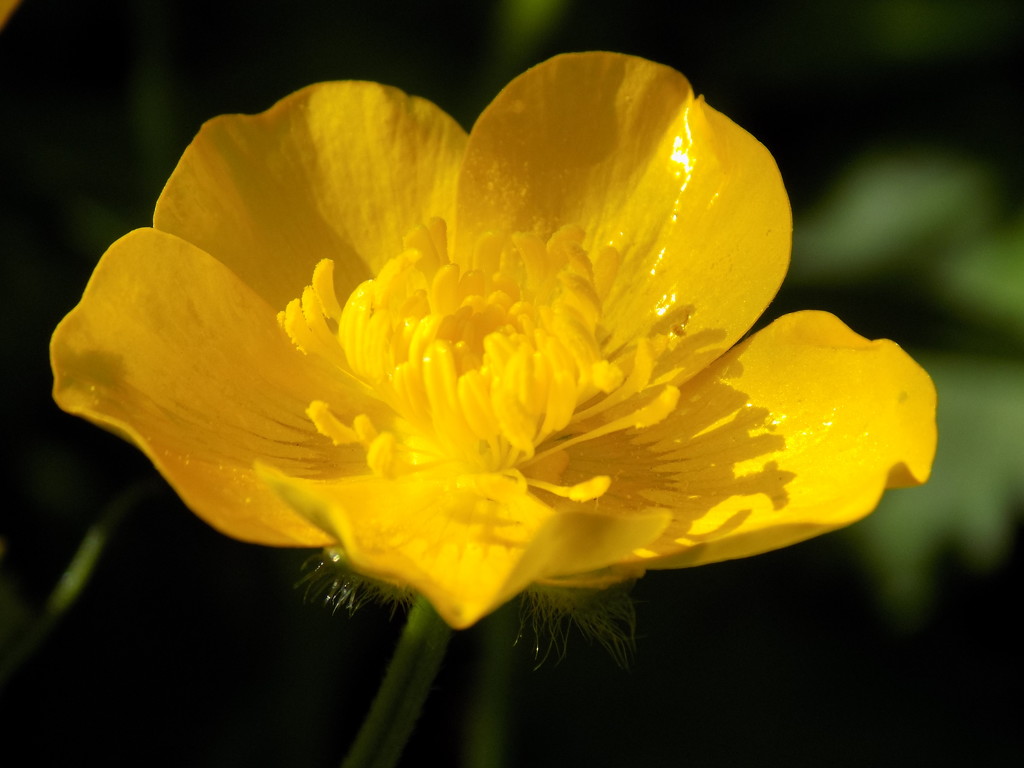Buttercup by flowerfairyann