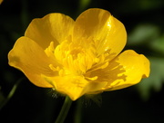 19th May 2016 - Buttercup