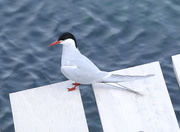 20th May 2016 - Arctic Tern
