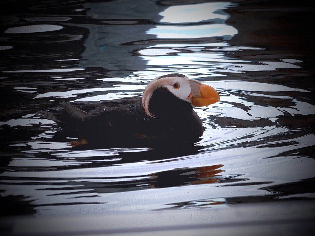 Horned Puffin by maggiemae