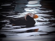 19th May 2016 - Horned Puffin