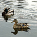 Ducks by elisasaeter