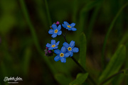 20th May 2016 - Forget-me-not
