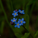 Forget-me-not by elisasaeter