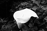 20th May 2016 - OCOLOY Day 141: Arum Lily