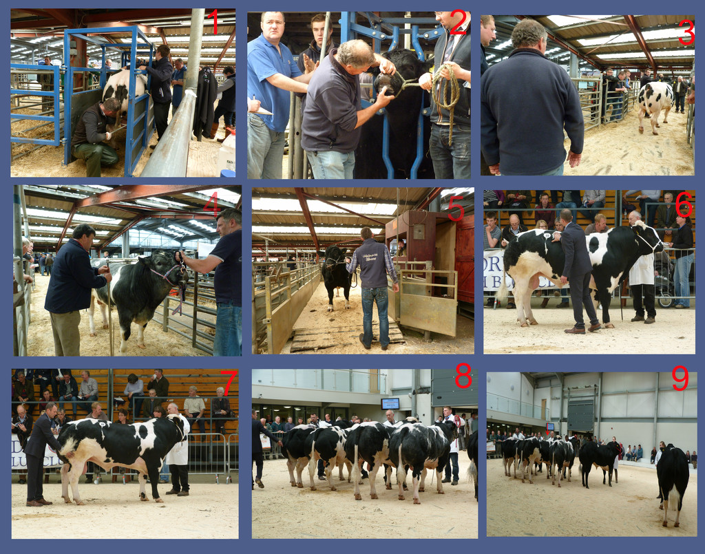 British Blue cattle sale and show by shirleybankfarm