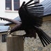 Haast  Eagle sculpture   by Dawn