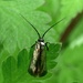 Green Longhorn micromoth (Adela reaumurella) by julienne1