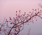 6th Dec 2010 - Rosehips And Winter Sky