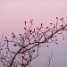 Rosehips And Winter Sky by helenmoss