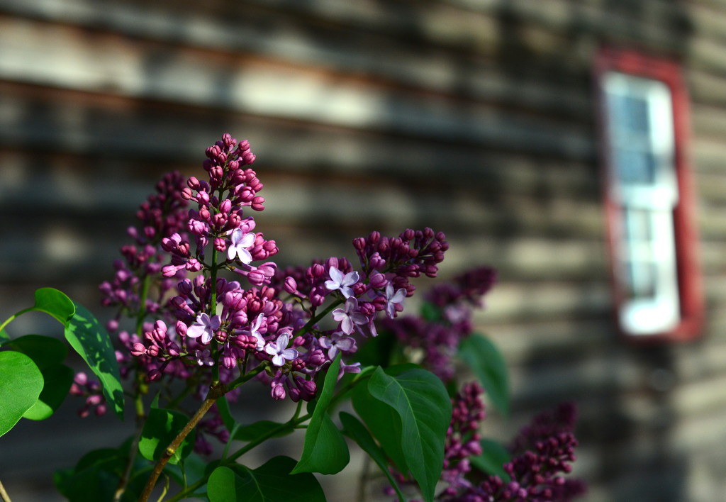 Window on the Lilacs by jayberg