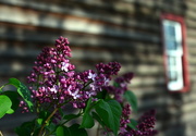 20th May 2016 - Window on the Lilacs