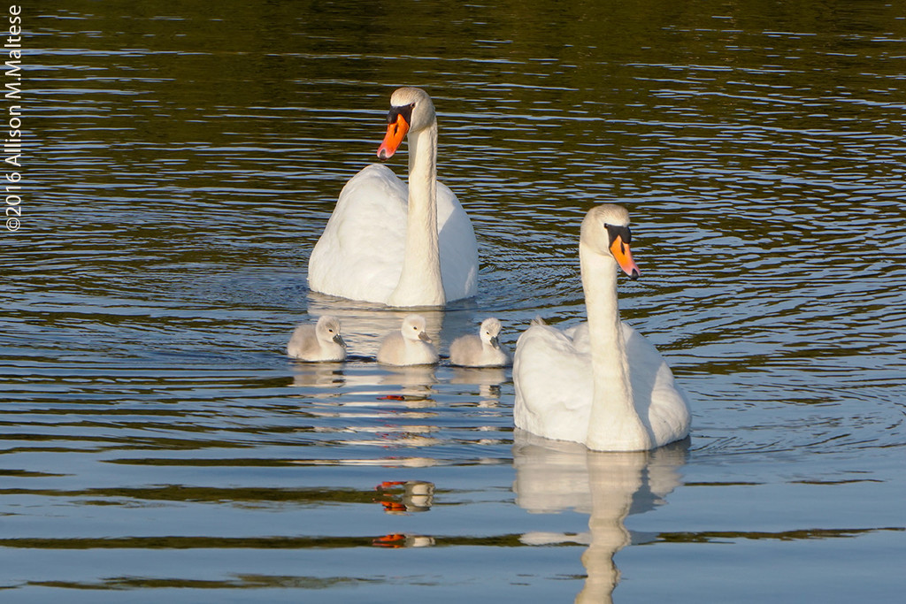 Strolling Swans by falcon11