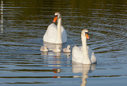 20th May 2016 - Strolling Swans
