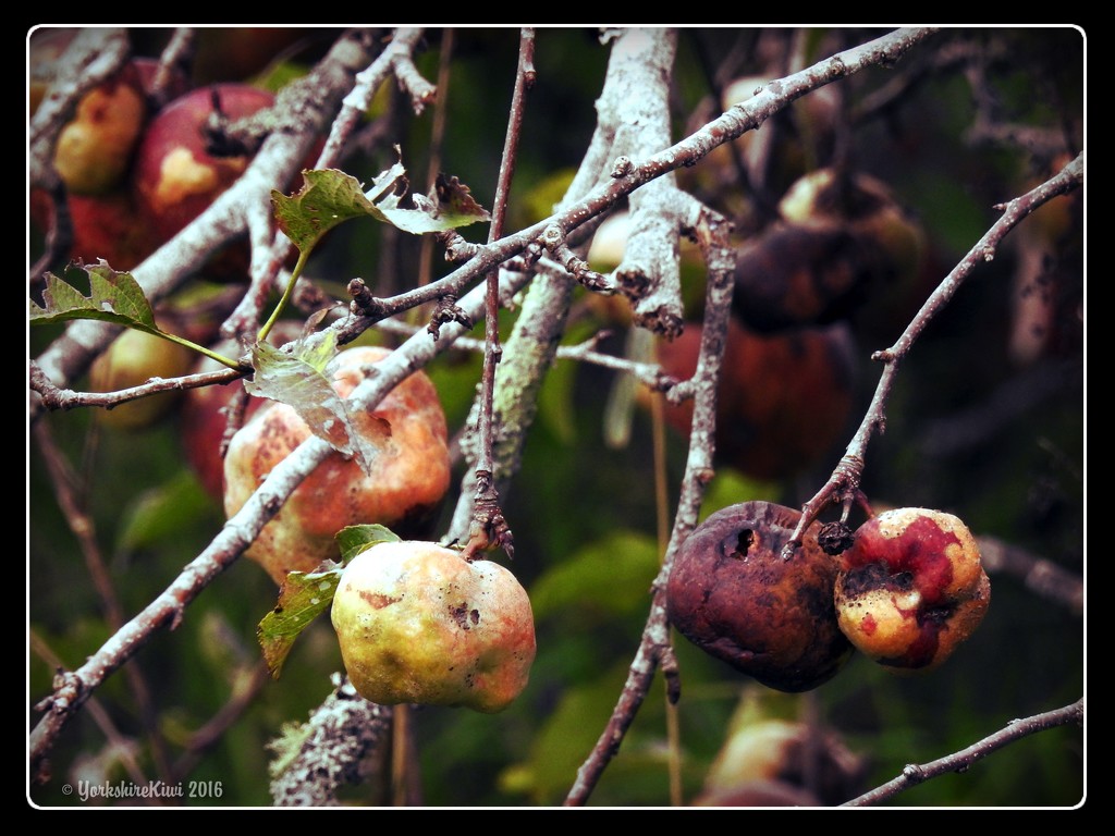 rotten fruit by yorkshirekiwi