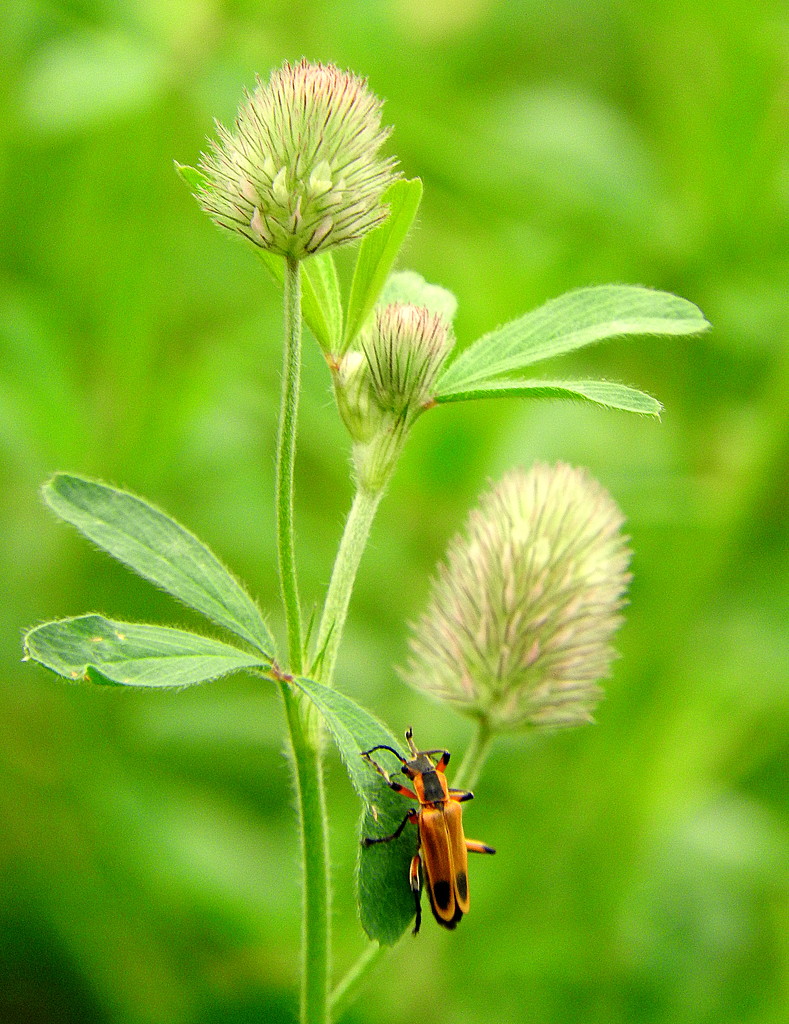 Orange Bug on a Green Plant by homeschoolmom