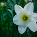 narcissus by summerfield